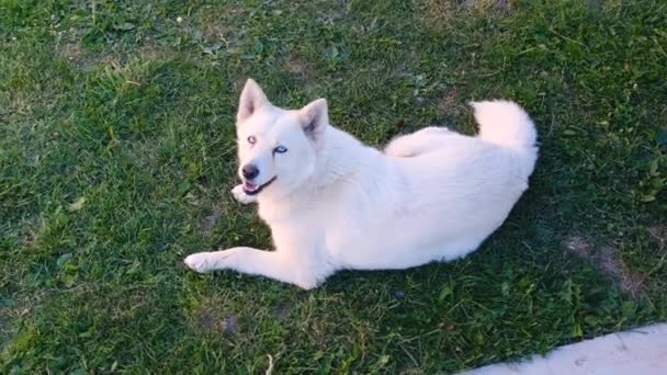 Blanc Husky Dans Jardin Est Couché Sur Herbe Reposant Dans — Video