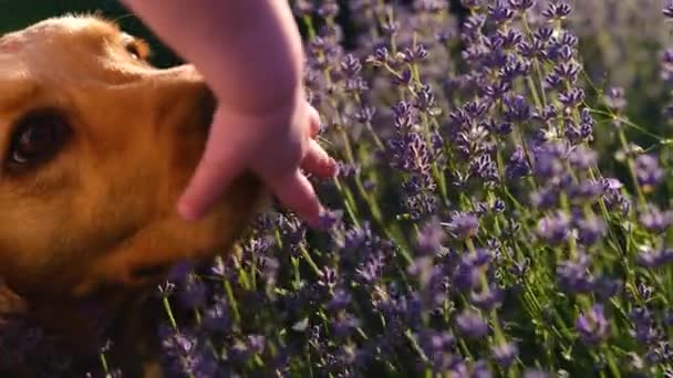 Cocker Spaniel Sniffs Babys Hand Lavender Friendship Humans Pets High — Vídeo de Stock