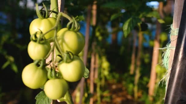 Boer Inspecteert Zijn Tomatenoogst Groene Biologische Tomaten Tak Mannelijke Hand — Stockvideo