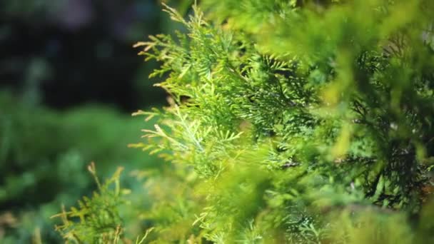 Thuja Evergreen Coniferous Plant Close Selective Focus High Quality Fullhd — Video Stock