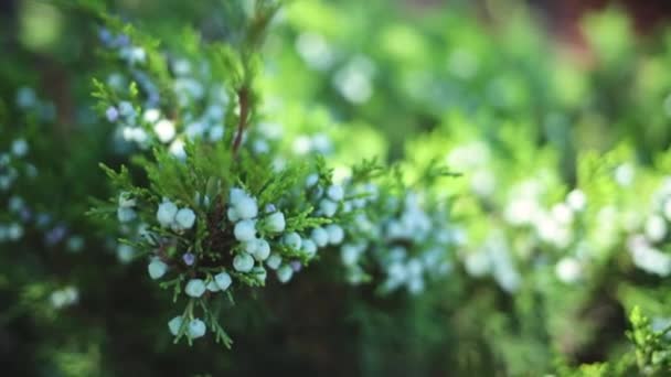 Juniper Branches Berries Close Vertical Video Winter Time Coniferous Tree — Stockvideo