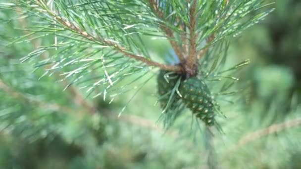 Blue Atlas Cedar Cone Branch Green Needles Forest Evergreen Coniferous — Stock videók
