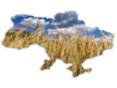 Ukrayna 'nın siyasi haritası Ukrayna bayrağının arka planında buğday taneleri serili. 2022 Ukrayna 'da politika ve savaş. Ukrayna 'dan buğday ihracatı sorunu teması. Yakın plan. Yüksek