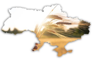 Ukrayna 'nın siyasi haritası Ukrayna bayrağının arka planında buğday taneleri serili. 2022 Ukrayna 'da politika ve savaş. Ukrayna 'dan buğday ihracatı sorunu teması. Yakın plan. Yüksek