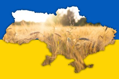 Ukrayna 'nın siyasi haritası Ukrayna bayrağının arka planında buğday taneleri serili. 2022 Ukrayna 'da politika ve savaş. Ukrayna 'dan buğday ihracatı sorunu teması. Yakın plan. Yüksek