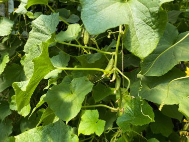 Evdeki balkonda sarı çiçekli salatalıklar büyüyor. Yüksek kalite fotoğraf