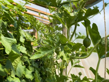 Makro karpuz çiçeği ve taze karpuz. Tarlada yapraklar ve çiçeklerle yetişen karpuz. Yüksek kalite fotoğraf