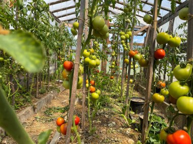 Bahçedeki hasta domatesler, geç çürümüş sebzeler, mahsulde bir çürüme. Yüksek kalite fotoğraf