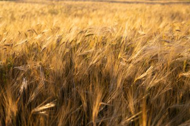 Hasattan önce güneşli bir yaz gününde mavi gökyüzü olan yulaf gevreği tarlaları. Yüksek kalite fotoğraf
