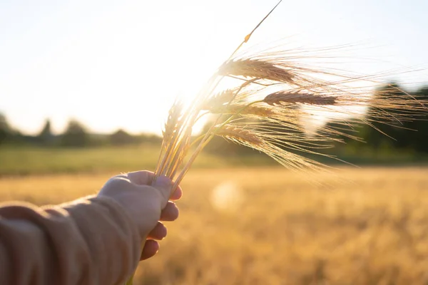 Human mans hand moving through green field of the grass. Male hand touching a young wheat in the wheat field while sunset. Boys hand touching wheat during sunset. High quality photo