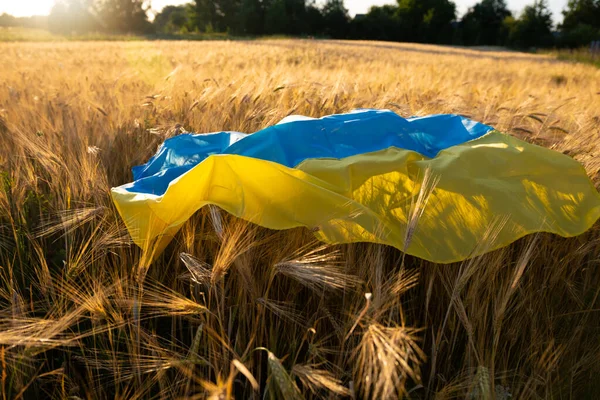 Flag Ukraine Wheat Harvest Wheat Ukraine Concept High Quality Photo Imagem De Stock