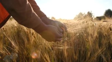 Erkek el tarlada büyüyen buğday üzerinde hareket ediyor. Genç adam buğday tarlasında koşuyor, dikiz aynasından. Adam buğday tarlasında yürüyor, gün batımında buğday başaklarına dokunuyor. Yüksek kalite 4k görüntü