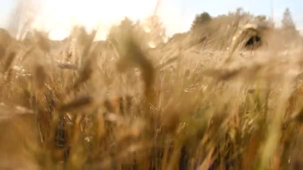 Morning Sunrise Shine Wheat Ears Field Close Macro High Quality — Wideo stockowe