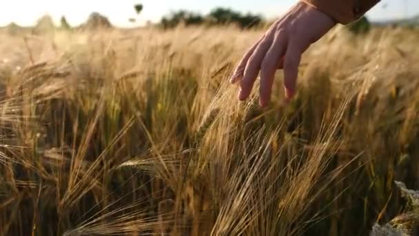 Old Farmer Walking Wheat Field Sunset Touching Wheat Ears Hands — Stok video