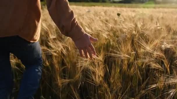 Male Hand Touching Golden Wheat Ear Wheat Field Young Mans — Stockvideo
