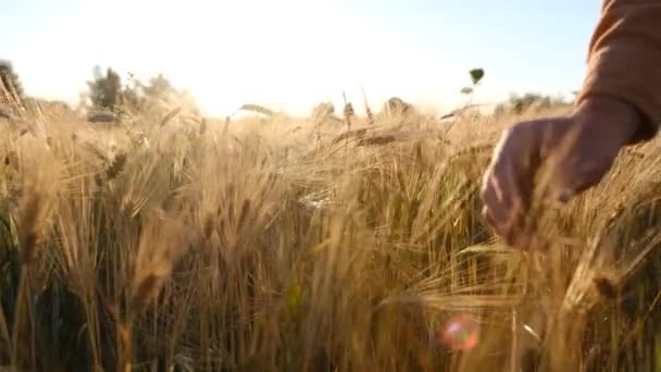 Homem Agricultor Agrônomo Campo Trigo Dourado Pôr Sol Homem Olha — Vídeo de Stock