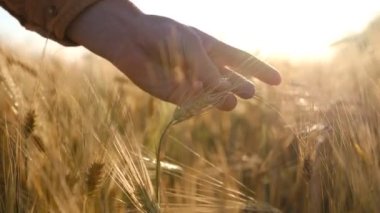 Çiftçinin elleri günbatımında buğday kulağına dokunuyor, iyi hasat bekliyor. Tarım konsepti 4k 'ye yakın. Yüksek kalite 4k görüntü