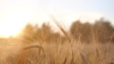 Kırsal alanda altın buğday. tarım kavramı. Çiftçilik. Ekolojik biyolojik bitkiler kulak tahılı. Çevre koşulları. Hasat zamanı. Kulaklar olgunlaşmış buğday tarlası. Bereketli arazi çiftliği