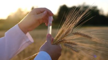 Close up hands of the man scientist environmentalist exploring wheat. He is measuring wheat ear and taking samples of grain. High quality 4k footage