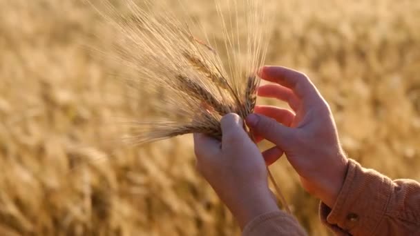 Close Caucasian Male Hand Farmer Touching Caressing Spikes Golden Wheat — Αρχείο Βίντεο
