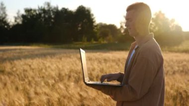 Gün batımında tarla buğdayında tarım yapan çiftçi. Ekokültür çiftliği. Kıdemli çiftçi, işyeri sahibi tarla buğdayındaki tablete bakıyor. Elinde tabletle kıdemli tarım uzmanı. Çiftçi tarım uzmanı eko-ekinleri kontrol ediyor. 
