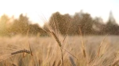Kırsal alanda altın buğday. tarım kavramı. Çiftçilik. Ekolojik biyolojik bitkiler kulak tahılı. Çevre koşulları. Hasat zamanı. Kulaklar olgunlaşmış buğday tarlası. Bereketli arazi çiftliği