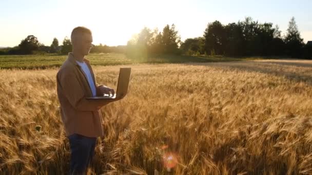 Farmer Laptop Field Checks Quality Wheat High Quality Footage — Stok video