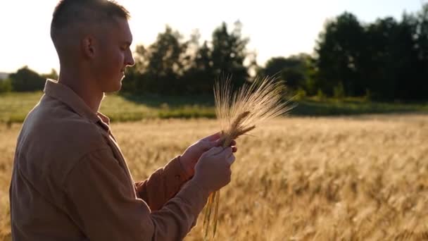 Hands Young Agronomist Farmer Touching Wheat Ear Sunset Expecting Good — Vídeo de stock