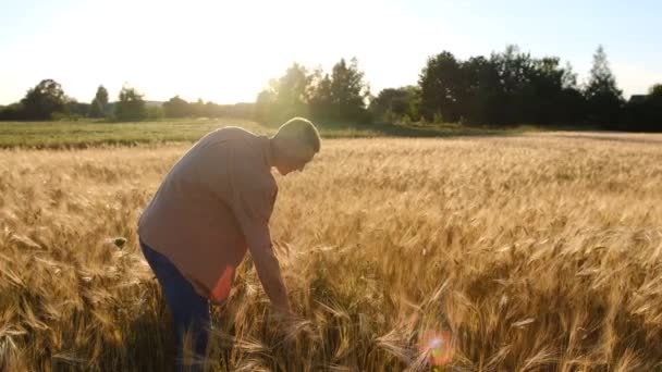 Hands Young Agronomist Farmer Touching Wheat Ear Sunset Expecting Good — Video Stock