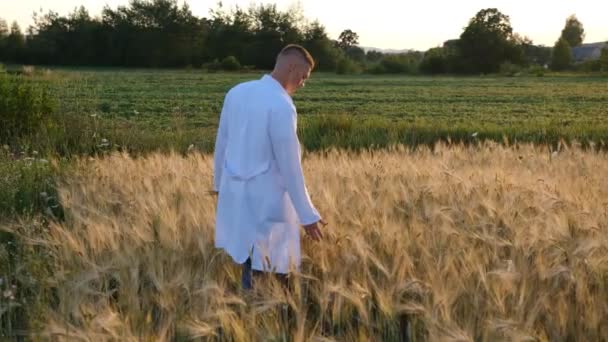 Young Agronomist Scientist White Coat Walks Wheat Field Sunset Touches — Video