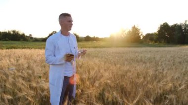 Genç bir biyolog, buğday tarlasında, gün batımında elinde bir test tüpüyle buğday, arpa ve yulaf verimini belirler. Kapatın. Ürün verimi kavramı. Yüksek kalite 4k görüntü