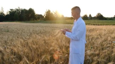 Genç bir biyolog, buğday tarlasında, beyaz önlüklü, akıllı telefonlu, elinde tabletli, buğday, arpa ve yulaf verimini belirliyor. Kapatın. Ürün verimi kavramı. 