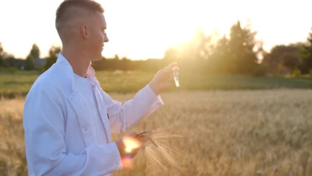 Young Biologist Agronomist Wheat Field Sunset Test Tube His Hands — Video Stock