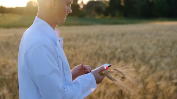 Young Biologist Agronomist Wheat Field White Coat Sunset Smartphone Tablet — 图库视频影像
