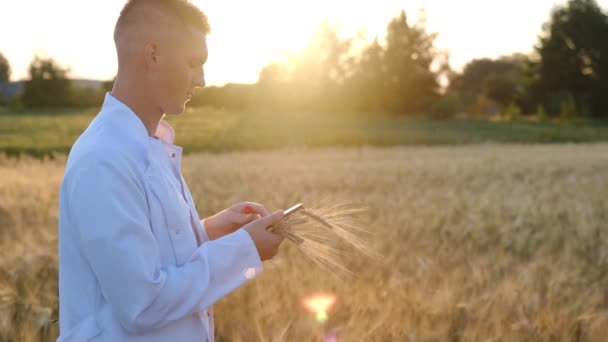 Young Biologist Agronomist Wheat Field Sunset Test Tube His Hands — 图库视频影像