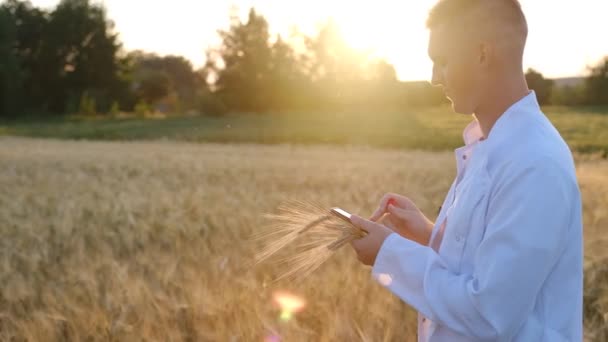 Young Biologist Agronomist Wheat Field Sunset Test Tube His Hands — 图库视频影像