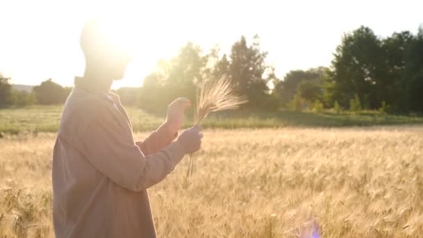 Hands Young Agronomist Farmer Touching Wheat Ear Sunset Expecting Good — Stok video