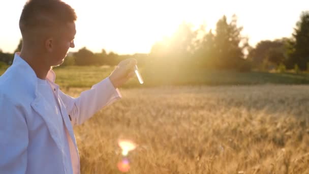 Young Biologist Agronomist Wheat Field Sunset Test Tube His Hands — Stok video