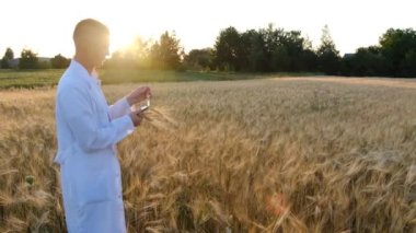 Genç bir biyolog, buğday tarlasında, beyaz önlüklü, akıllı telefonlu, elinde tabletli, buğday, arpa ve yulaf verimini belirliyor. Kapatın. Ürün verimi kavramı. 