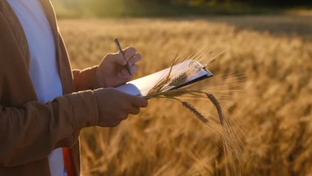 Young Biologist Agronomist Farmer Wheat Field Sunset Writes Yield Data — Stok Video