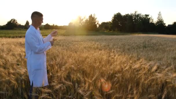 Young Biologist Agronomist Wheat Field Sunset Test Tube His Hands — Stockvideo
