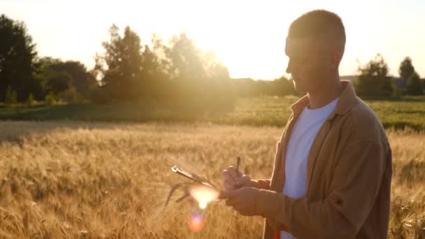 日没時に畑の小麦の農家の農学者 エコカルチャー農場 シニア農家は ビジネスの所有者は フィールド小麦のタブレットで見ています 手にタブレットを持つシニア農学者 農家の農業者は環境作物をチェックします — ストック動画