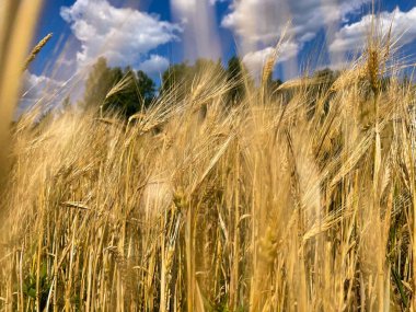 Parlak batan güneşe karşı olgun altın mısır kulakları olan bir tarla. Yüksek kalite fotoğraf