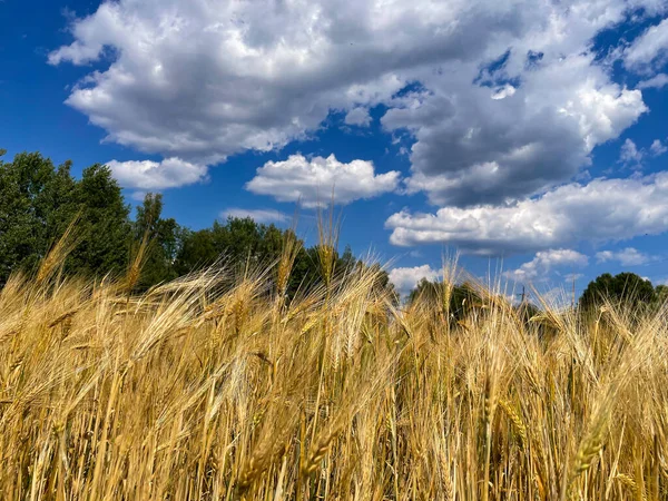 Wheat Field Ears Golden Wheat Close Beautiful Rural Scenery Shining — Foto de Stock