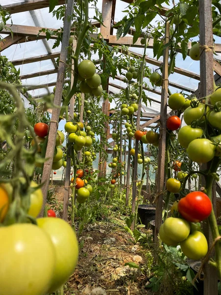 Beautiful Red Ripe Tomatoes Grown Greenhouse Beautiful Background High Quality — Zdjęcie stockowe