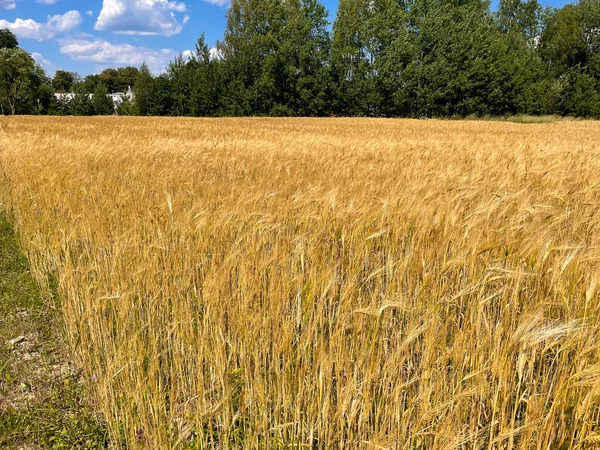 Field Ripe Golden Ears Corn Bright Setting Sun High Quality — Stockfoto