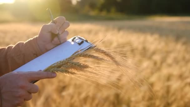 Young Biologist Agronomist Farmer Wheat Field Sunset Writes Yield Data — 图库视频影像