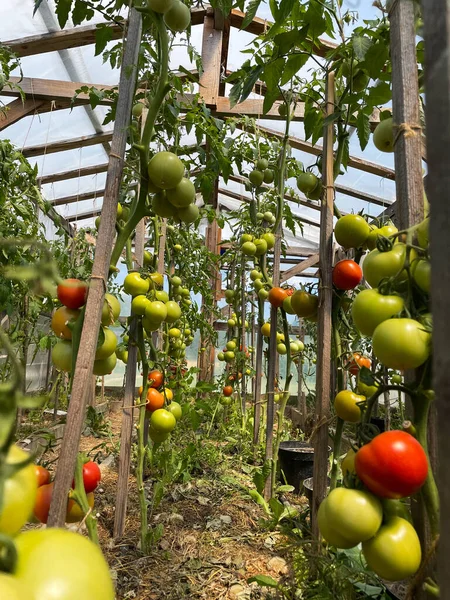 Ripe Tomato Plant Growing Greenhouse Tasty Red Heirloom Tomatoes High — Stockfoto