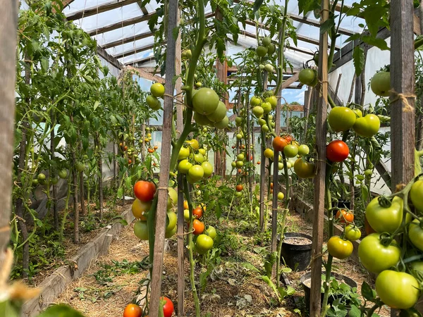 Fresh Bunch Red Ripe Unripe Natural Tomatoes Growing Branch Homemade — Stockfoto