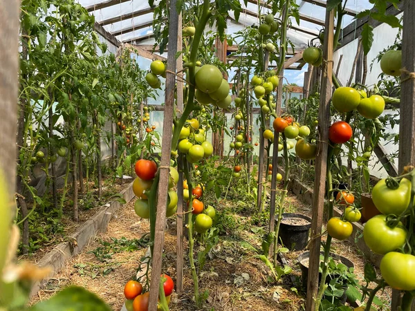 Tomatoes Greenhouse Hydroponic System Drip Irrigation High Quality Photo — Stockfoto